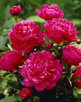 Без бренда «2KMB-4036» в Сочи