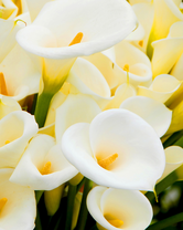 Без бренда «Белые каллы» в Сочи