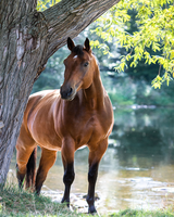 Без бренда «Лошадь у дерева» в Сочи