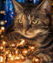 Без бренда «2KXSB-0678» в Сочи