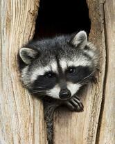 Без бренда «Енот в дупле» в Сочи