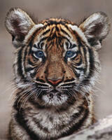 Картина по номерам «Милый голубоглазый тигренок»