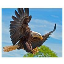 Белоголовый орёл в полёте