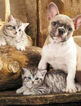 Без бренда «Милый щенок французского бульдога и два котёнка» в Сочи в интернет-магазине  Без бренда «Милый щенок французского бульдога и два котёнка» в Сочи