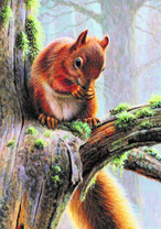 Белка и ее перекус