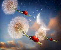 Ночное путешествие божьих коровок