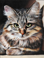 Без бренда «Маленькая серая кошечка» в Сочи в интернет-магазине Без бренда «Маленькая серая кошечка» в Сочи