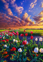 Без бренда «Поле тюльпанов под облачным небом» в Сочи